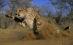 cheetah running for life Meme Template
