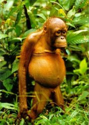 Orangutan Meme Template