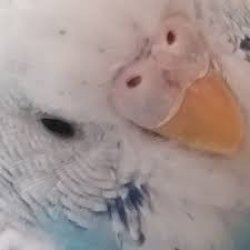 Did I ask Budgie Meme Template