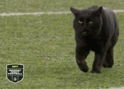 NFL black cat Meme Template