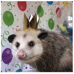 Birthday possum Meme Template