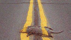 roadkill Meme Template