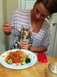 Cat eating spaghetti Meme Template