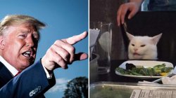 Trump yelling at cat Meme Template