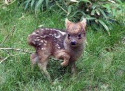Insulted Pudu Meme Template