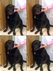 Dog Getting Bad News Meme Template