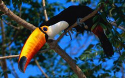 toucan Meme Template