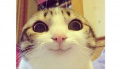 Esther Meme Template