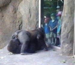 Gorilla Sex Kids Meme Template