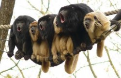 Howler Monkeys Meme Template