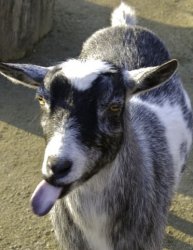 Long-tongued goat Meme Template