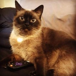 Cat with remote Meme Template