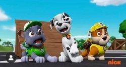 Paw Patrol Shocked Rocky, Marshall, and Rubble Meme Template