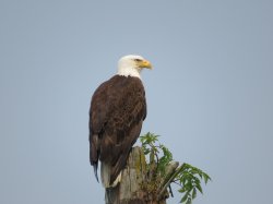 Eagle Meme Template