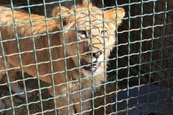 Hopeful Lion cub in cage Meme Template