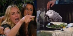 Woman Yelling at Parrot Meme Template