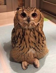 Criss Cross Owl Meme Template