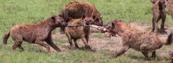 Hyenas fighting for meat Meme Template