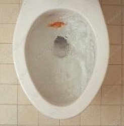 goldfish toilet burial Meme Template