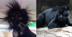 Two Cats Meme Template