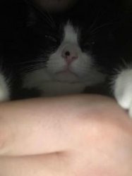 gatekeeper cat Meme Template