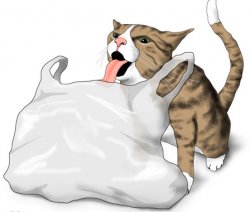 cat licking plastic bag Meme Template