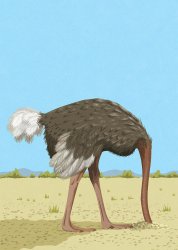 Ostrich with its head buried in the sand Meme Template