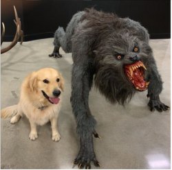 Dog and werewolf Meme Template