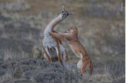 Predator Prey Meme Template