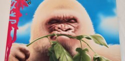 Angry Albino Gorilla Meme Template