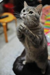 Begging Cat (adorable) Meme Template