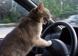 Angry driving cat Meme Template