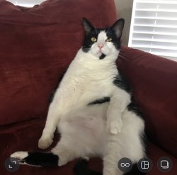Fat cat gets bad news Meme Template