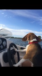 Boat Beagle Meme Template