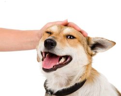 Petting a Dog Meme Template