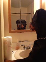 Rottweiler looking in mirror Meme Template