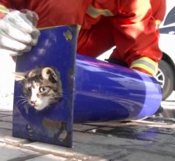 cat stuck in pipe Meme Template