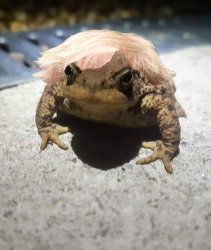 Boris Johnson Toad Meme Template