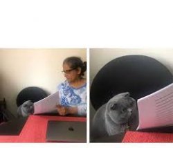 gato examen Meme Template