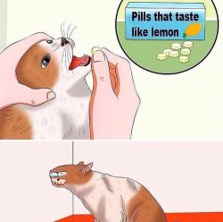 Sour Pills Cat Meme Template