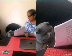 Cat and Lady with glasses Meme Template