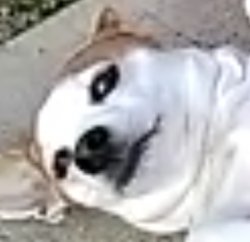 Annoyed dog Meme Template