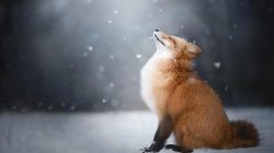 worshipping fox Meme Template
