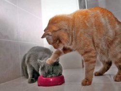 Cat shoving kitten into bowl Meme Template