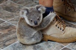 Baby Koala Clings to Leg Meme Template