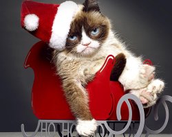 Grumpy Cat Christmas Meme Template