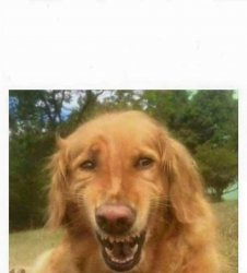 Forced Smile Dog Meme Template