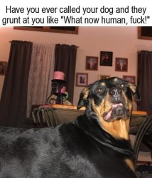 Dog 99 Problems But a Human Aint One Meme Template