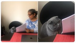 Gato lee - Cat reading Meme Template