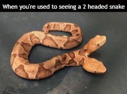 Used To 2 Headed Snakes Meme Template